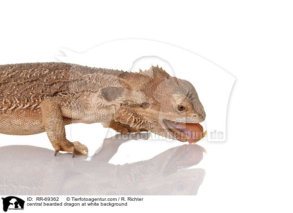central bearded dragon at white background / RR-69362