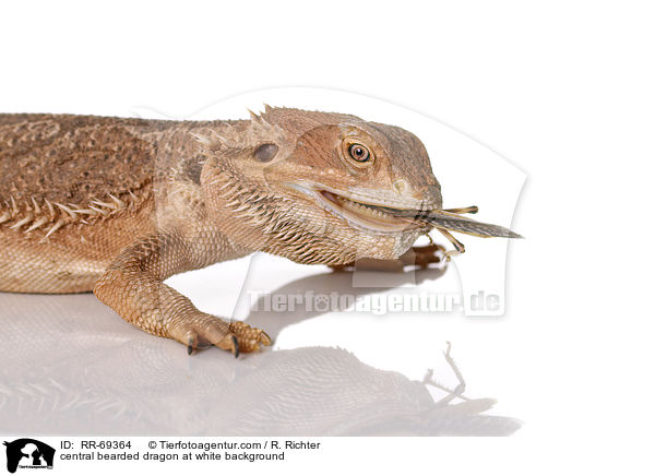 central bearded dragon at white background / RR-69364