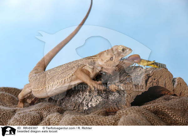 bearded dragon eats locust / RR-69387