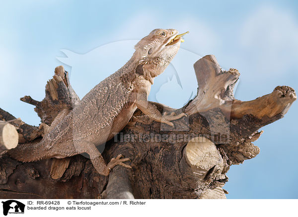 bearded dragon eats locust / RR-69428