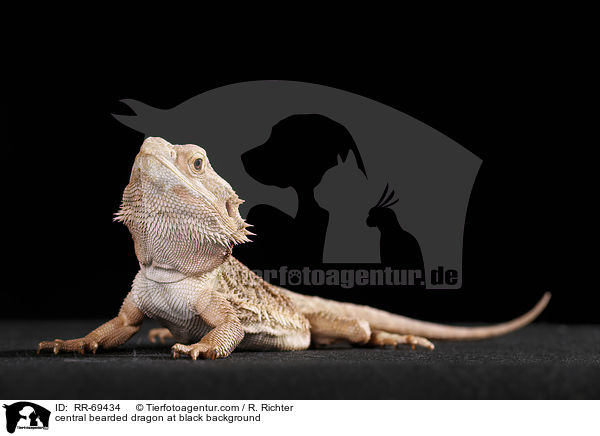 central bearded dragon at black background / RR-69434