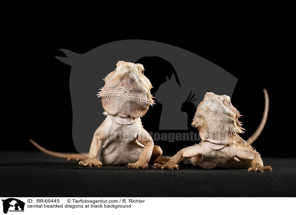 central bearded dragons at black background / RR-69445