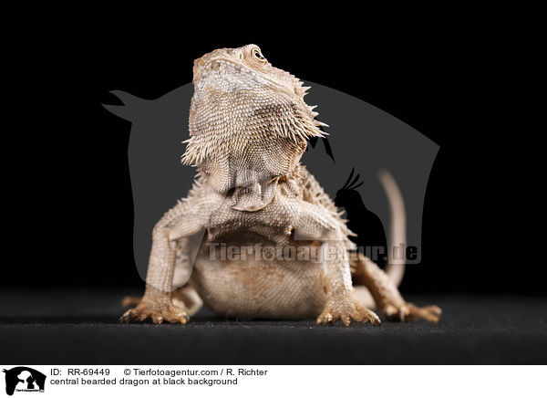 central bearded dragon at black background / RR-69449