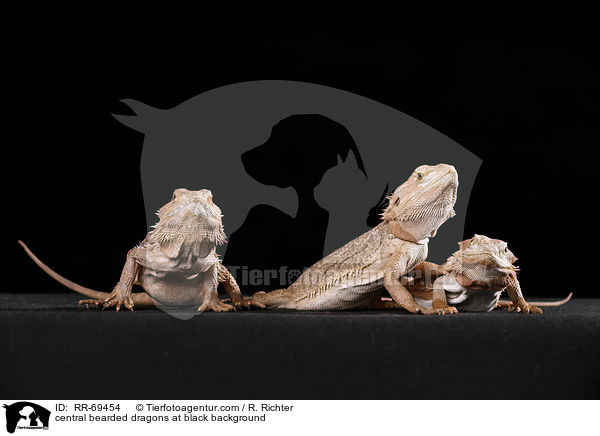 central bearded dragons at black background / RR-69454