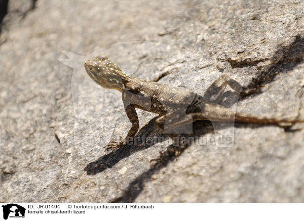 female chisel-teeth lizard / JR-01494