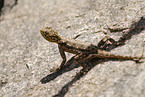 female chisel-teeth lizard