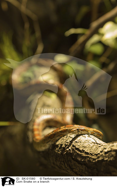 Corn Snake on a branch / SK-01580