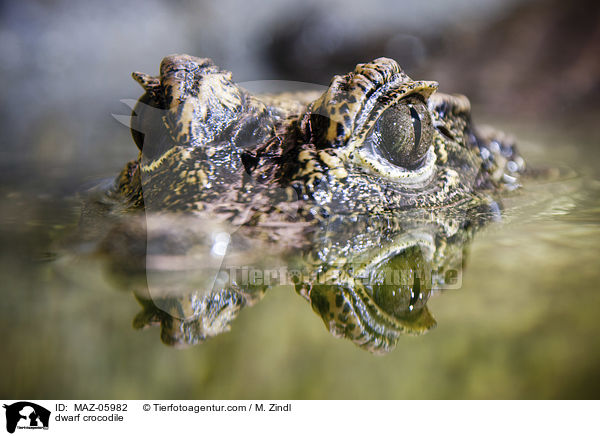 dwarf crocodile / MAZ-05982