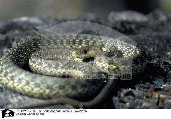 Eastern Garter Snake / PW-01286