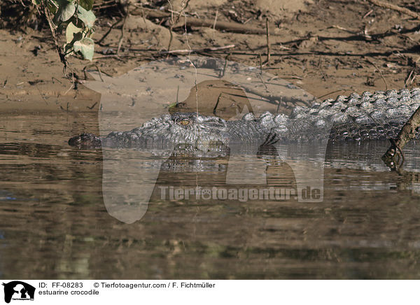 estuarine crocodile / FF-08283