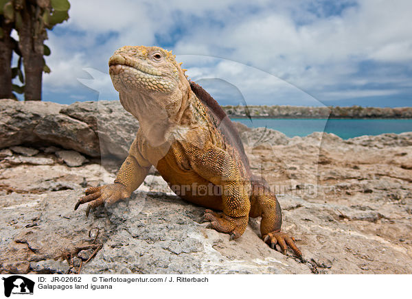 Galapagos land iguana / JR-02662