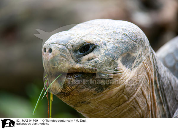 galapagos giant tortoise / MAZ-04769