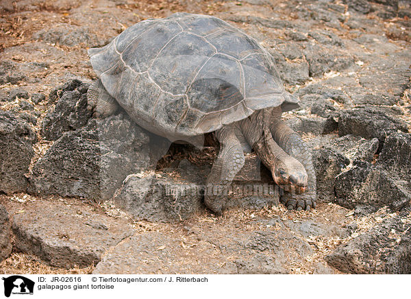 galapagos giant tortoise / JR-02616