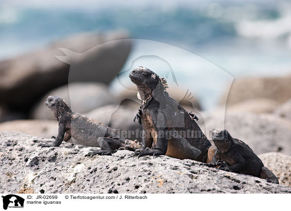 marine iguanas / JR-02699
