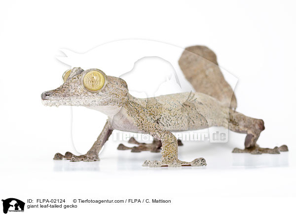 giant leaf-tailed gecko / FLPA-02124