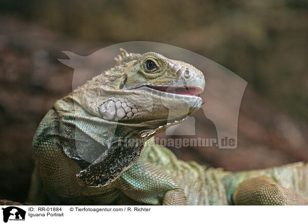 Iguana Portrait / RR-01884