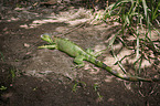 green Iguana