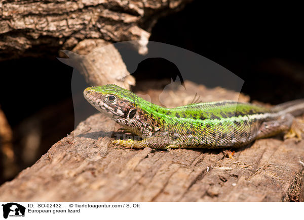 European green lizard / SO-02432