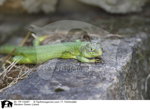 Western Green Lizard / FF-10097