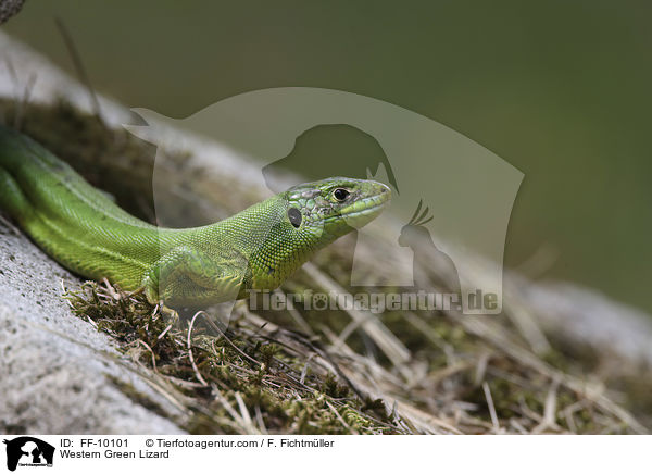 Western Green Lizard / FF-10101