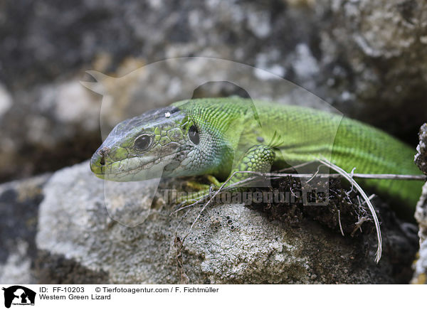 Western Green Lizard / FF-10203