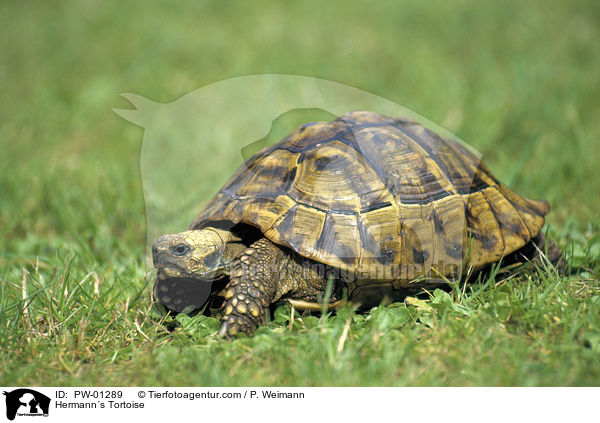Hermanns Tortoise / PW-01289