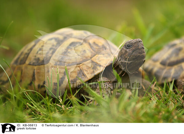 greek tortoise / KB-06813