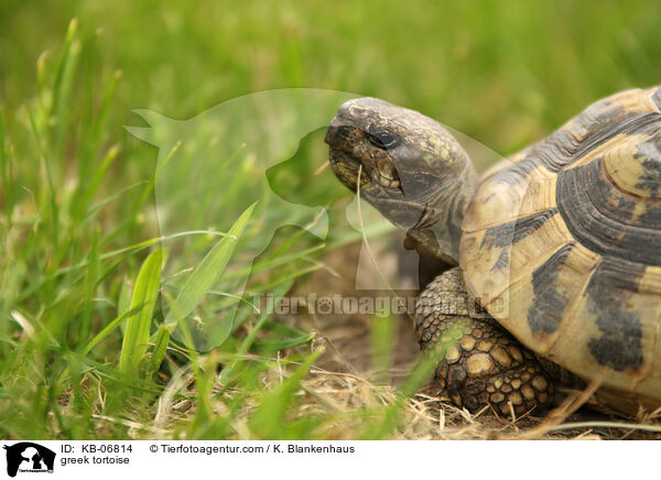 greek tortoise / KB-06814