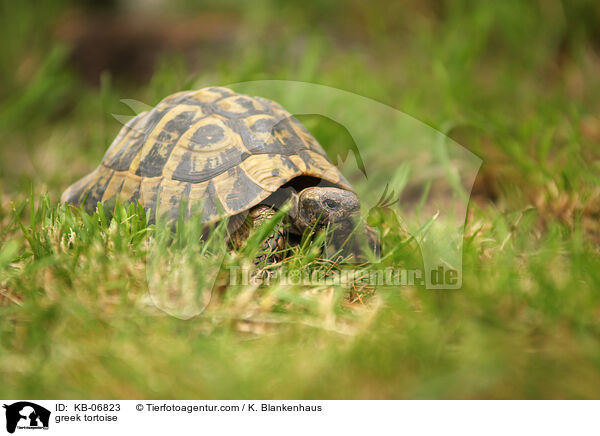 greek tortoise / KB-06823