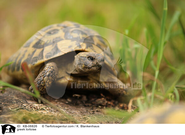 greek tortoise / KB-06826