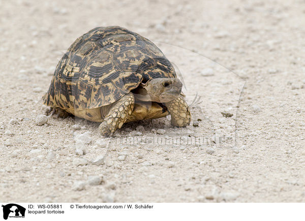 leopard tortoise / WS-05881
