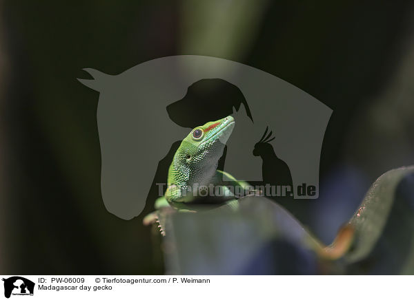 Madagascar day gecko / PW-06009