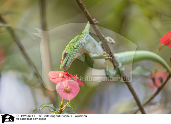 Madagascar day gecko / PW-06014