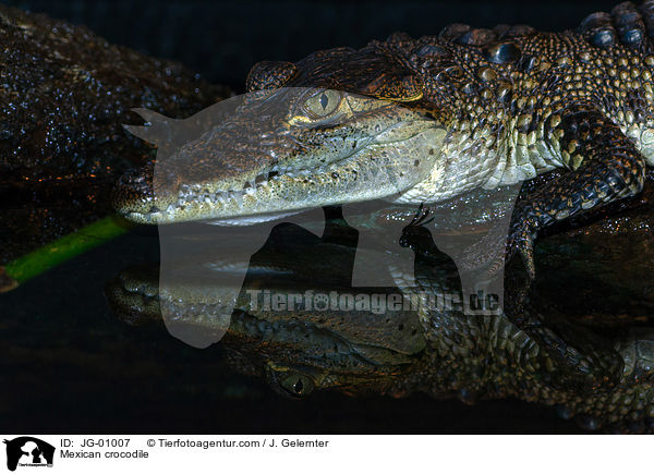 Mexican crocodile / JG-01007