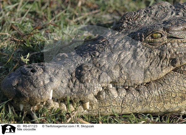 Nile crocodile / RS-01123