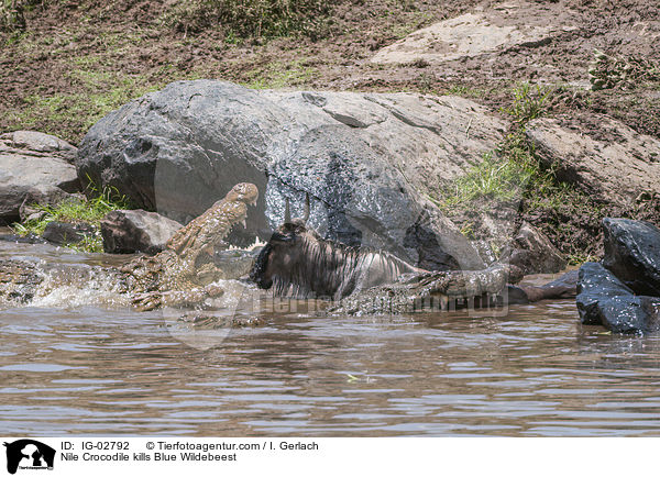 Nile Crocodile kills Blue Wildebeest / IG-02792
