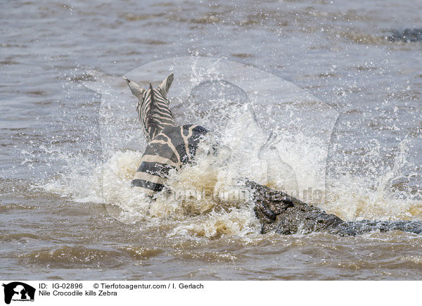 Nile Crocodile kills Zebra / IG-02896