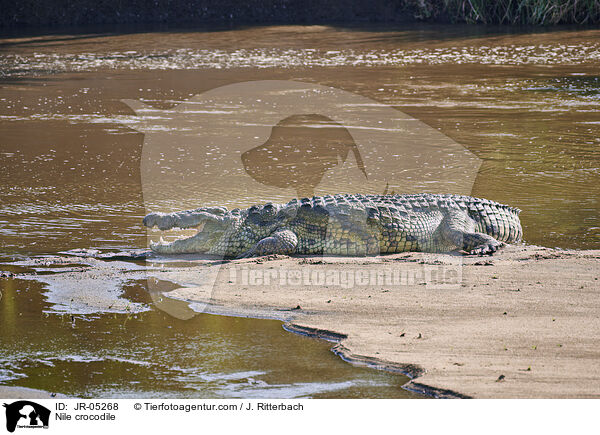 Nile crocodile / JR-05268