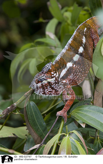 panther chameleon / WS-02797