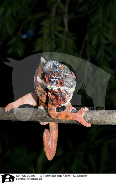 panther chameleon / WS-02800