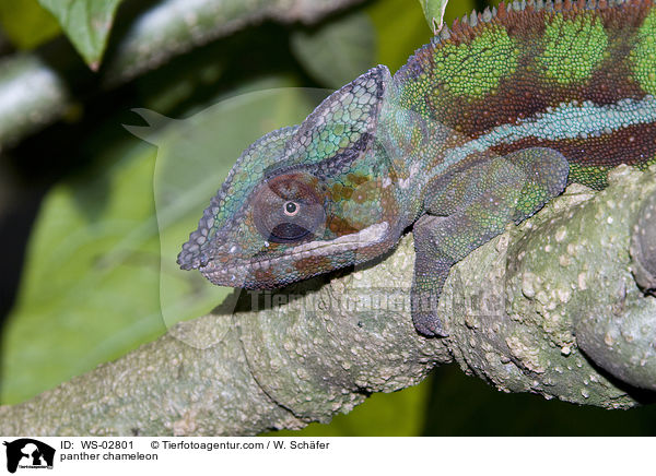 panther chameleon / WS-02801