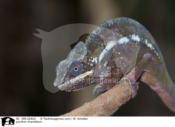 panther chameleon / WS-02802