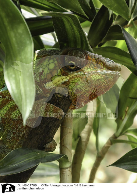 panther chameleon / HB-01780