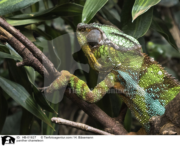 panther chameleon / HB-01827