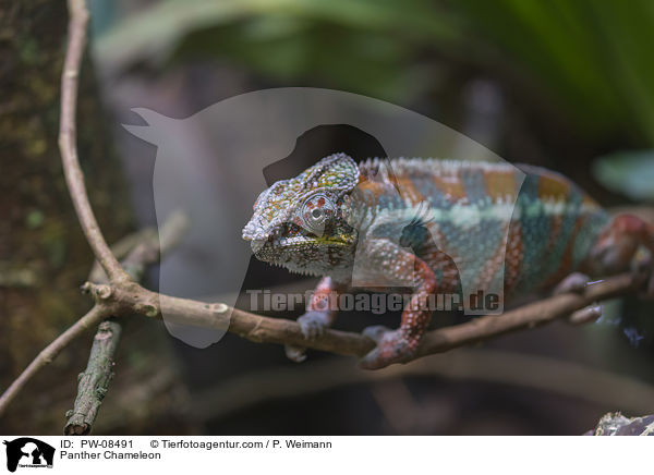 Panther Chameleon / PW-08491