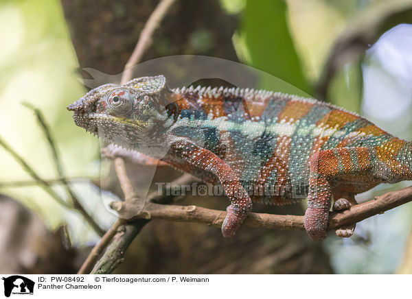 Panther Chameleon / PW-08492