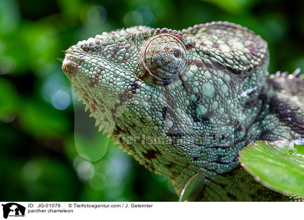panther chameleon / JG-01076