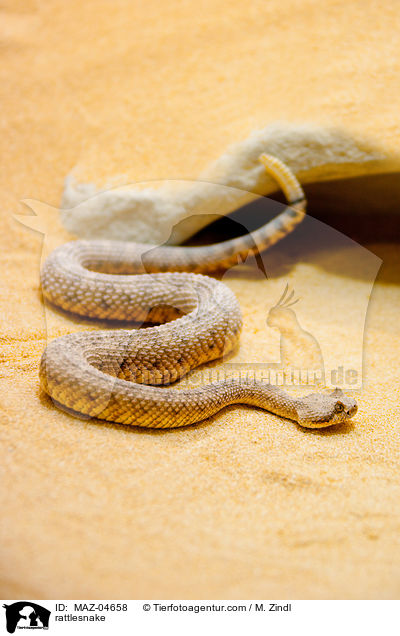 rattlesnake / MAZ-04658