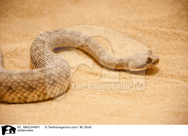 rattlesnake / MAZ-04661