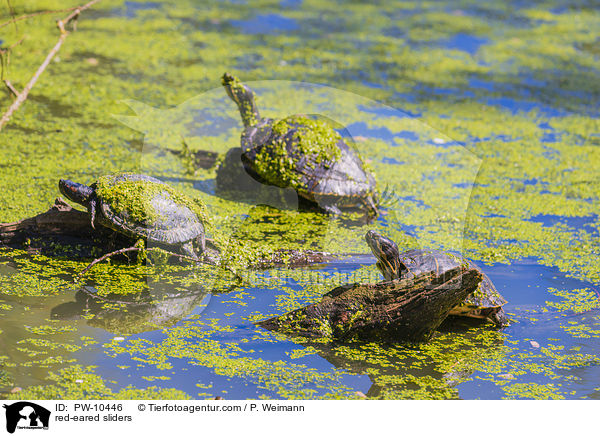red-eared sliders / PW-10446